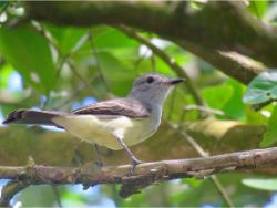 Northern Scrub-Flycatcher